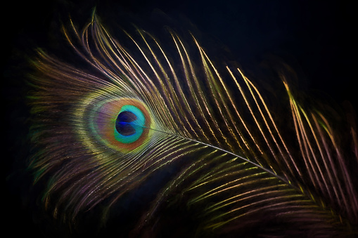 Digital painting of still life Peacock feathers, and painted wood eggs on a dark black background.