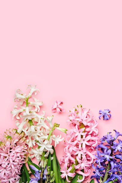 istock Flowers festive composition. Pink Spring or Easter Floral Background. Beautiful hyacinths flowers, Hello spring concept 1308208233