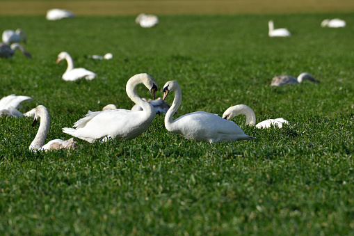 A pair of symmetrical white swans standing in a field looking at each other with other swans sittiing around them