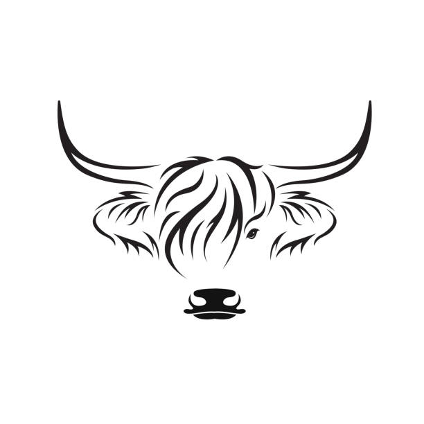 Vector of highland cow head design on white background. Farm Animal. Cows logos or icons. Easy editable layered vector illustration. Vector of highland cow head design on white background. Farm Animal. Cows logos or icons. Easy editable layered vector illustration. aberdeen angus cattle stock illustrations