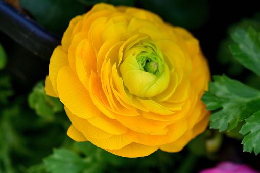 Ranunculus most often comes in multiple layers of delicate, paper-thin petals, but some species also come in a single layer with their petals being very lustrous, especially in yellow species. Flowers emerge in March from fall-planted bulbs and are in bloom normally from March to May. They come in various colors, including red, pink, orange, gold, yellow, white and purple. Ranuculus is poisonous when eaten by cattle.