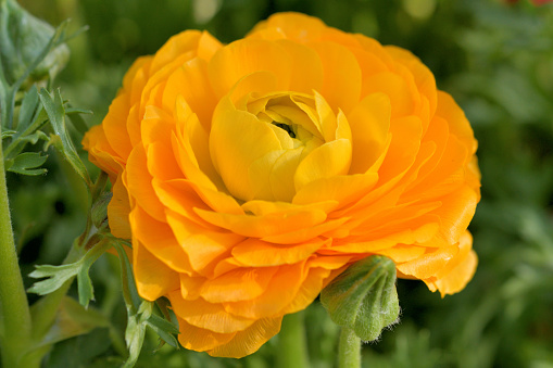 Ranunculus most often comes in multiple layers of delicate, paper-thin petals, but some species also come in a single layer with their petals being very lustrous, especially in yellow species. Flowers emerge in March from fall-planted bulbs and are in bloom normally from March to May. They come in various colors, including red, pink, orange, gold, yellow, white and purple. Ranuculus is poisonous when eaten by cattle.
