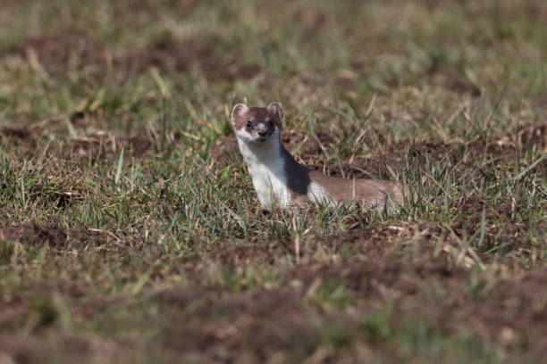 istock stoat (Mustela erminea),short-tailed weasel in the  Winter Germany 1308216311