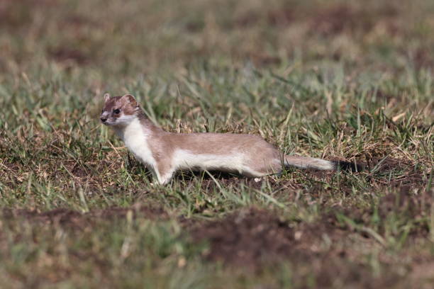 istock stoat (Mustela erminea),short-tailed weasel in the  Winter Germany 1308216370