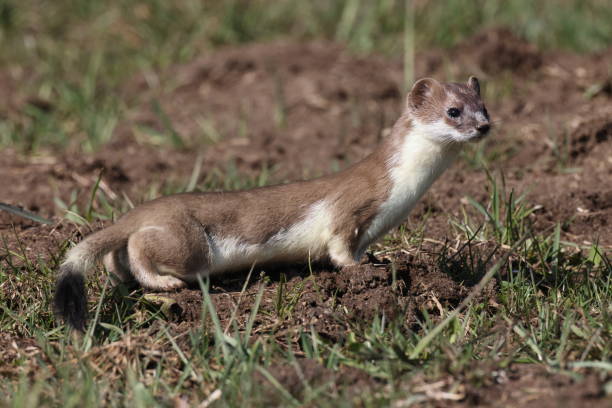 stoat (Mustela erminea) Swabian Alps  Germany