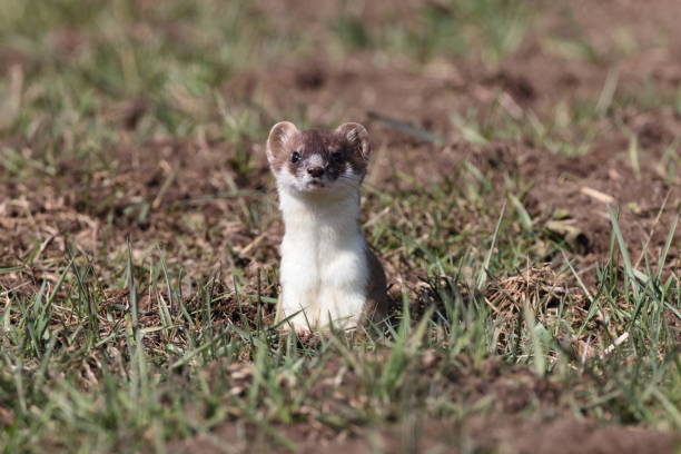 istock stoat (Mustela erminea),short-tailed weasel in the  Winter Germany 1308216412
