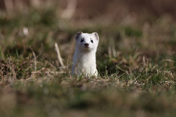 istock stoat (Mustela erminea),short-tailed weasel in the  Winter Germany 1308216445