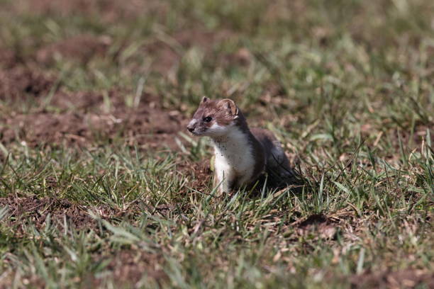 istock stoat (Mustela erminea),short-tailed weasel in the  Winter Germany 1308216478