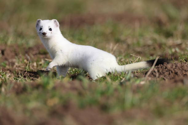 stoat (Mustela erminea),short-tailed weasel in the  Winter Germany stoat (Mustela erminea) Swabian Alps  Germany white tailed stock pictures, royalty-free photos & images