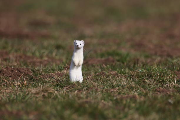 istock stoat (Mustela erminea),short-tailed weasel in the  Winter Germany 1308216601