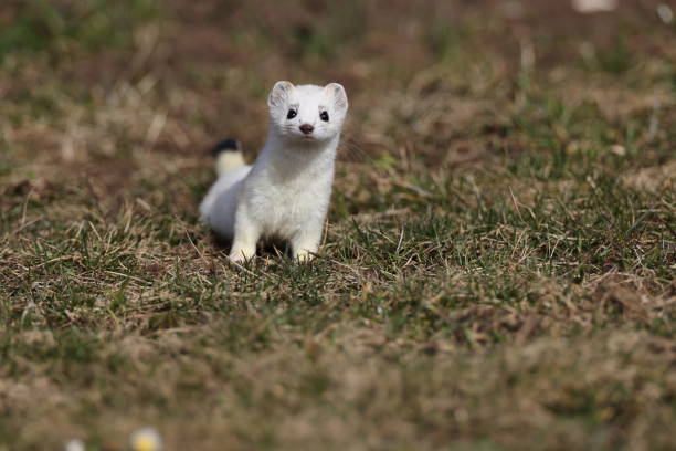 istock stoat (Mustela erminea),short-tailed weasel in the  Winter Germany 1308216738