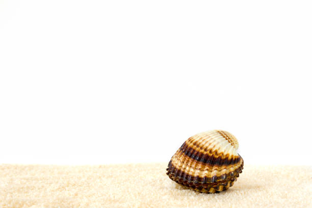 Sea shells on sandy ocean beach close up