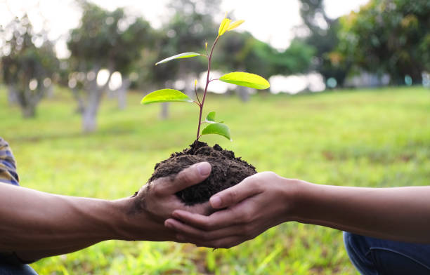istock Two hands holding together young of a tree 1308218864