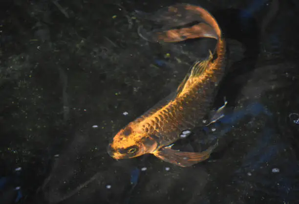 Beautiful orange koi fish swimming