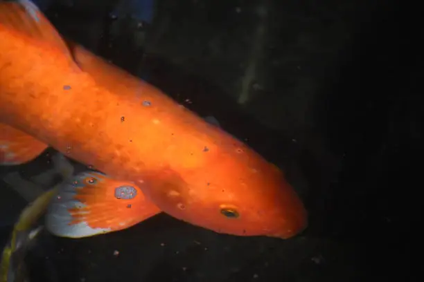 Bright orange scales on a beautiful koi fish