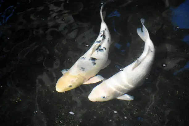 Cute pair of koi fish swimming