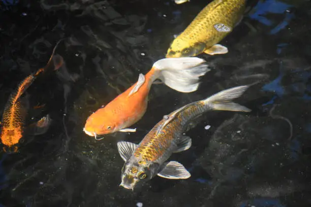 Captivating group of koi fish swimming in a koi pond