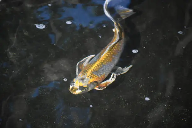 Cute koi pond with freshwater