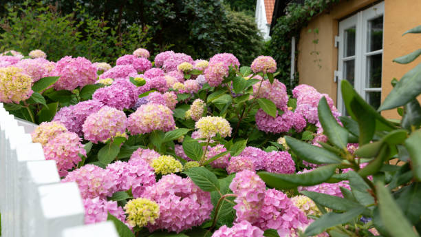 istock Pink hydrangea bushes in full bloom in a garden with a white fence 1308219942