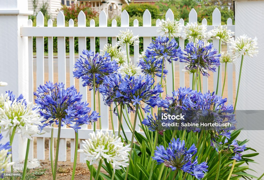 Blue and white Agapanthus flowers in front of a white fence of a front yard. African Lily Stock Photo