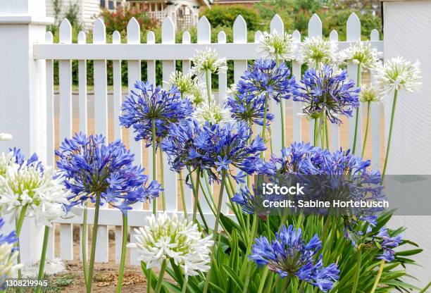 Blue And White Agapanthus Flowers In Front Of A White Fence Of A Front Yard Stock Photo - Download Image Now