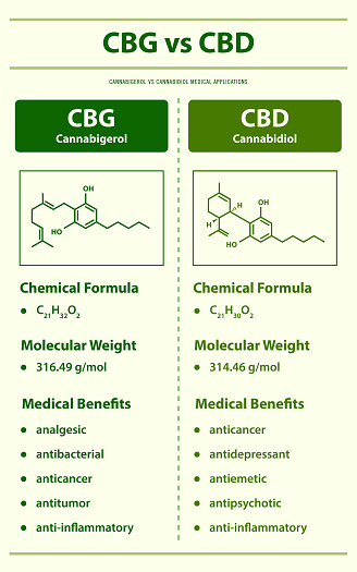 CBG vs CBD, Cannabigerol vs Cannabidiol vertical infographic illustration about cannabis as herbal alternative medicine and chemical therapy, healthcare and medical science vector.