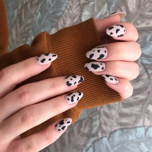 Female manicure with leopard design.Manicure with leopard design. Female fingers with with black spots