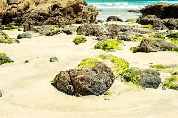 пляж и водоросли на линии побережья, томакин, новый джерси, австралия - tomakin стоковые фото и изображения