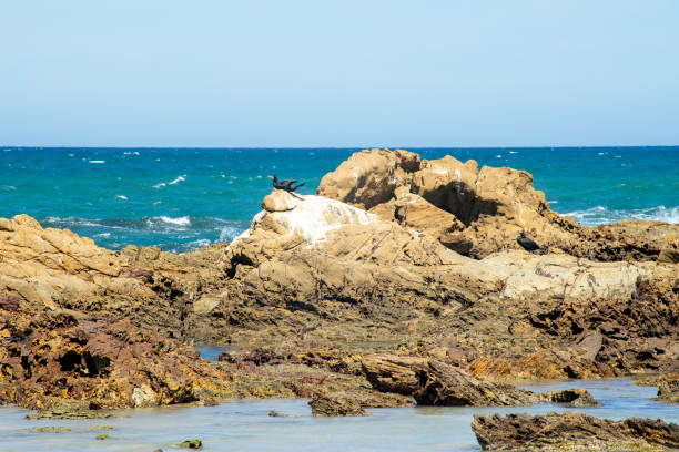 Cormorants (phalacrocorax carbo) on the outer rocks off beach, Tomakin, NSW, Australia