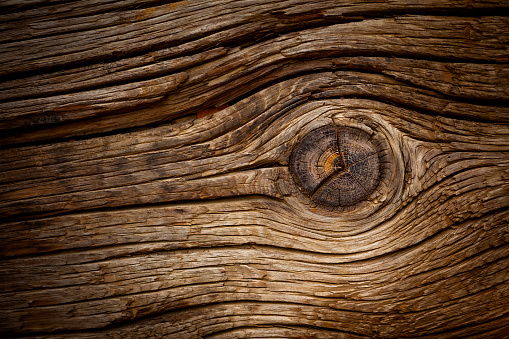 Close up view of wood core. Sawn mature tree section with cracks and rings that tell it's age. Natural organic texture with cracked and rough surface.