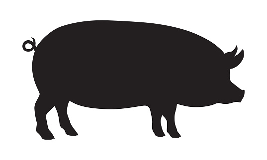 Pig graphic icon. Drawn pig sign isolated on white background. Livestock symbol. Vector illustration