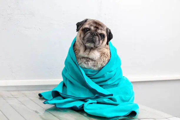 Photo of Pug sits in a towel. Elderly dog after bathing