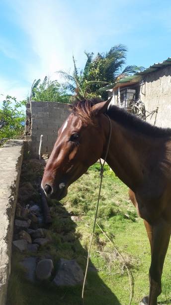 istock Domestic horse two brown aneros 1308225787