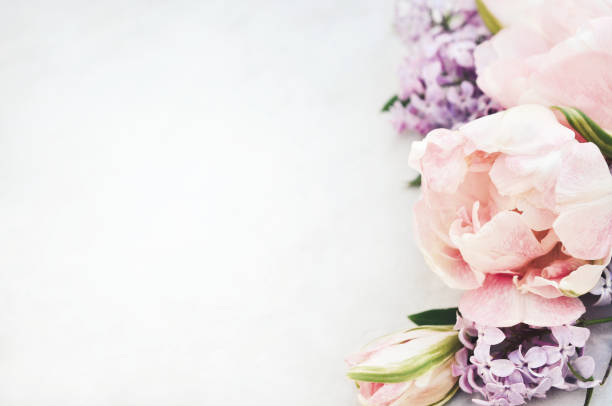 istock Spring blossoming tulips, pink and violet flowers festive background 1308226057