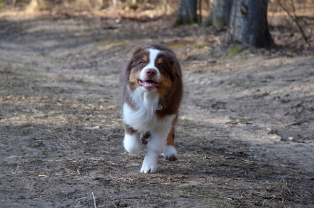 istock puppy australian shepherd dog 1308226724
