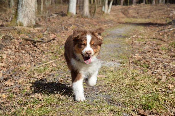 istock puppy australian shepherd dog 1308226798