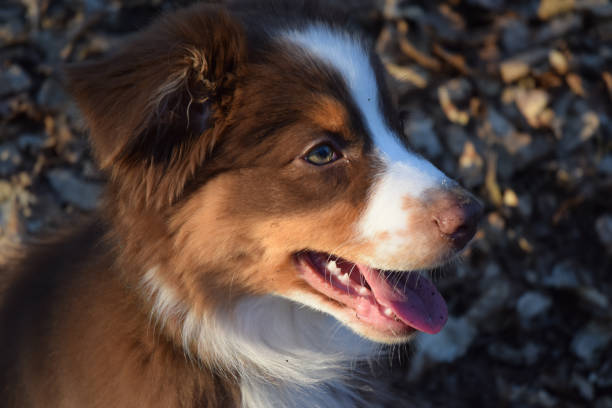 istock puppy australian shepherd dog 1308227050