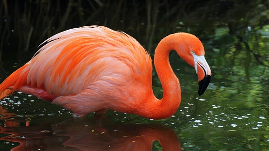 single flamingo in water