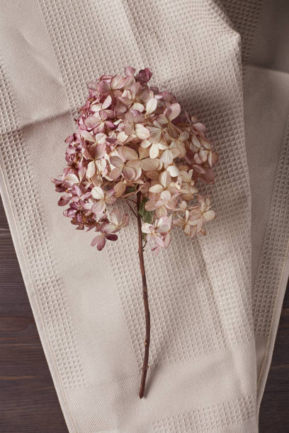 istock delicate dry hydrangea flower on a beige kitchen towel on a dark wooden background. flat lay, top view 1308228113