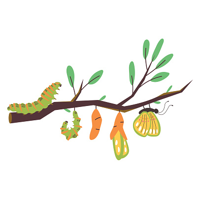 Stages of growth from a caterpillar to a butterfly. The emergence of new insect life. Vector modern illustration