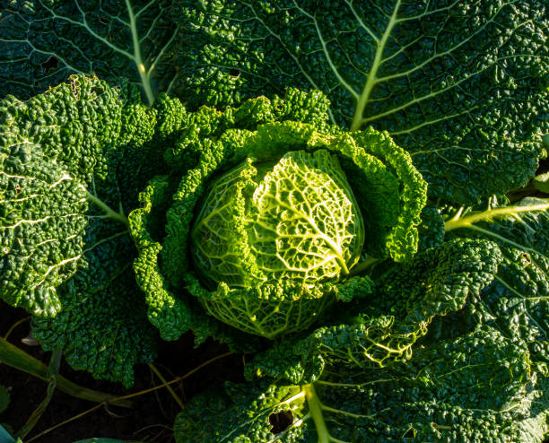istock Close up of savoy cabbage plant (Brassica oleracea) 1308228988