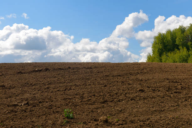 Summer landscape with plowed land, blue sky with clouds and forest