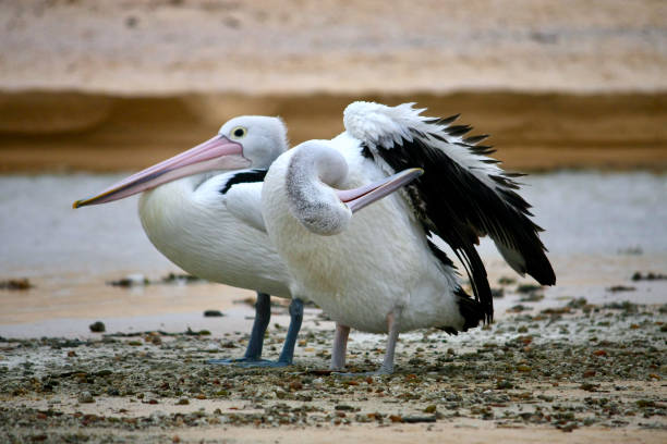 istock Two Pelicans on the Beach - South Coast NSW 1308231623