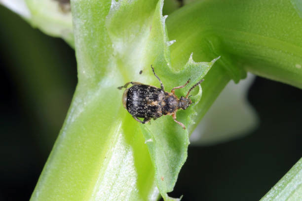 istock Bruchus rufimanus commonly known as the broad bean weevil, broad bean beetle. 1308231653