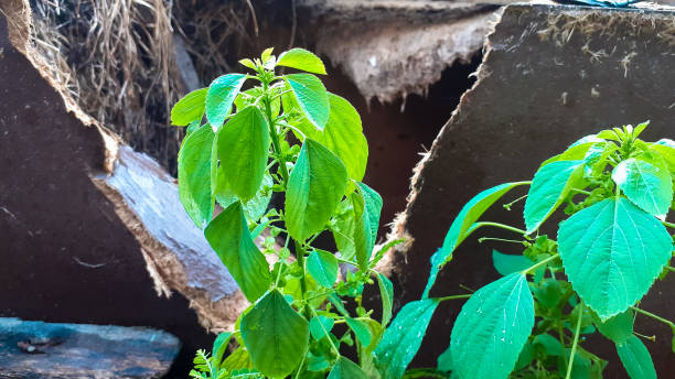 istock plants growing in the ruins 1308232331