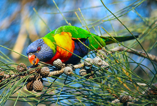 Horizontal closeup photo of a vibrant, multi-colored Australian Rainbow Lorikeet perched on the branch of a Casuarina or She-oak tree, eating the nuts. Soft focus background