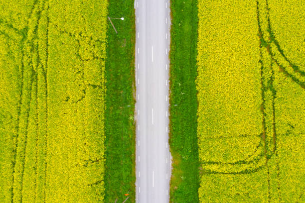 istock Road through rape fields north of Stockholm seen from above 1308233324