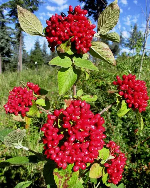 Vertical plane of a lantane or mancian viburnum (Viburnum lantana) decorated with its red berries in clusters. Sunny countryside in the background. Mercurey, Bourgogne-Franche-Comté, France. 2020