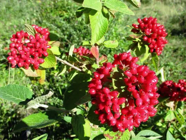 Horizontal close-up of a lantane or mancian viburnum (Viburnum lantana) garnished with its red berries. Sunny grassy area in the background. Mercurey, Bourgogne-Franche-Comté, France. June 2020