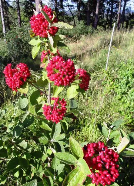 Vertical plane of a lantane or mancian viburnum (Viburnum lantana) decorated with its red berries in clusters. Sunny countryside in the background. Mercurey, Bourgogne-Franche-Comté, France. 2020
